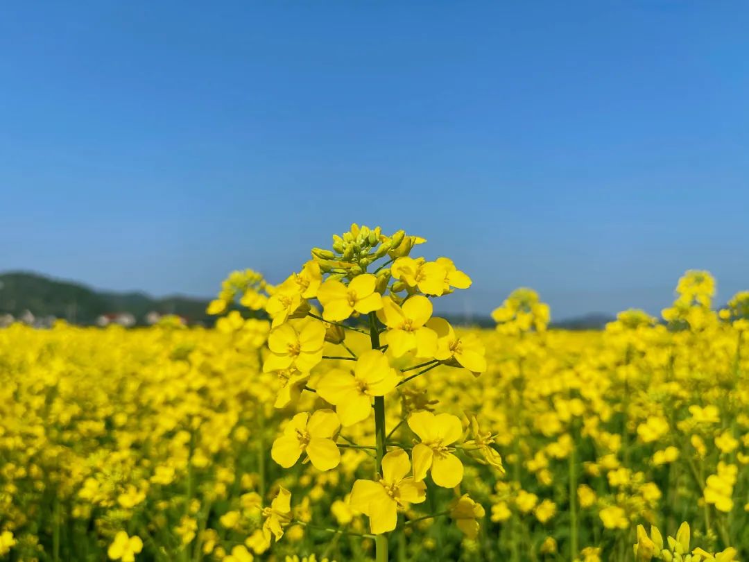 1648879354116903.jpg 1648879354116903.jpg