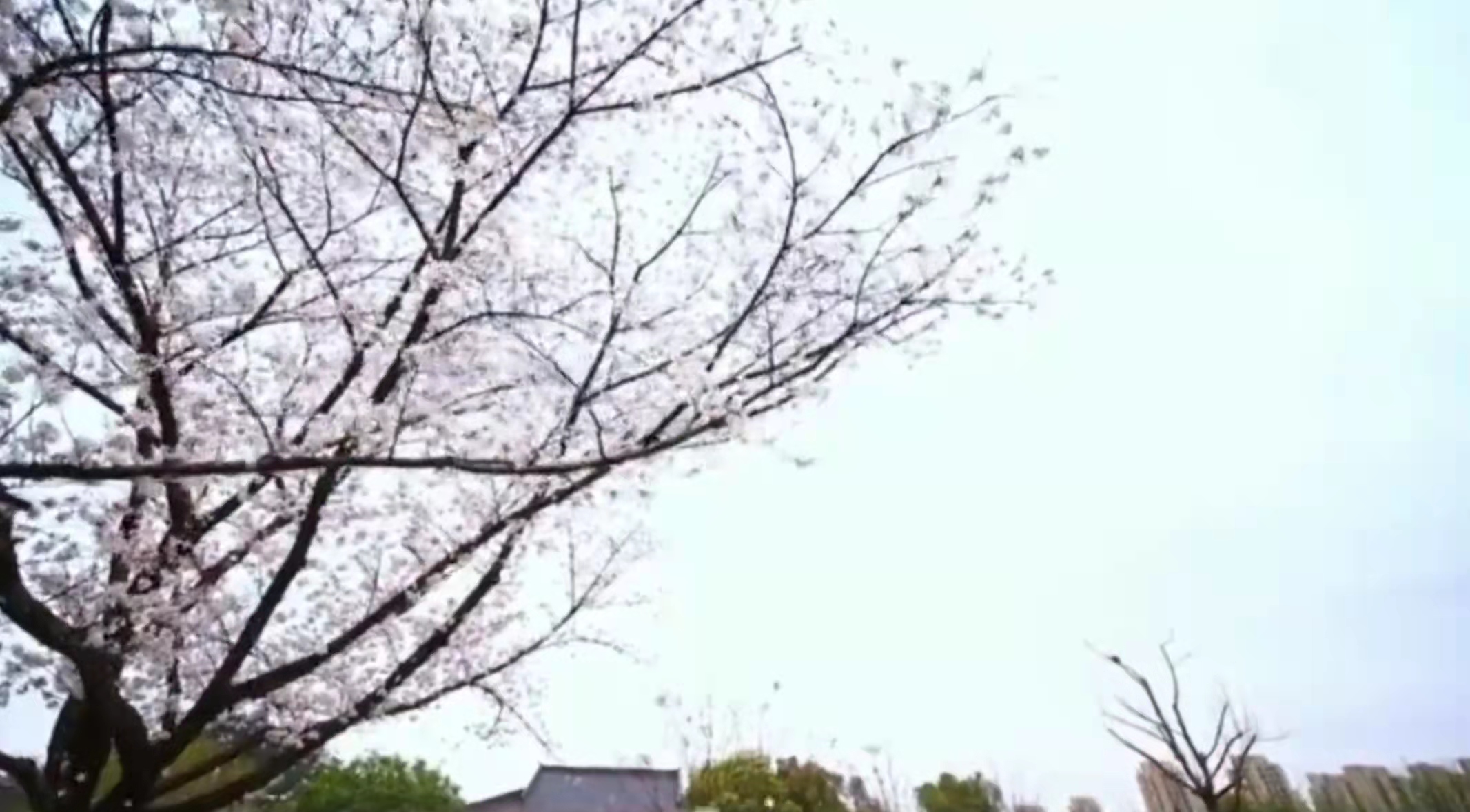 1648881021451438.jpg 1648881021451438.jpg